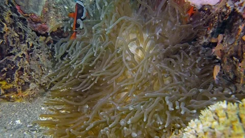 Tomato Anemonefish Stock Footage 339988172