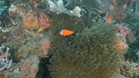 Tomato Anemonefish Stock Footage 342464898