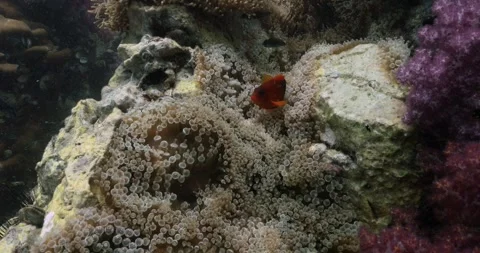 Tomato anemonefish over soft corals in the depths on the Andaman sea. Stock-Footage 262315876