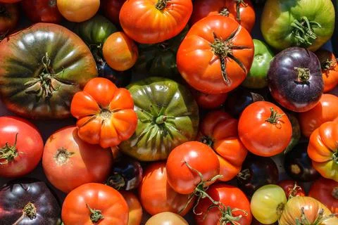 Tomato background. Top view of different varieties of tomatoes from a summer  Stock Photos