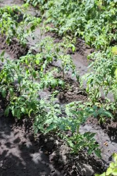 Tomato beds in black earth under the sun Stock Photos