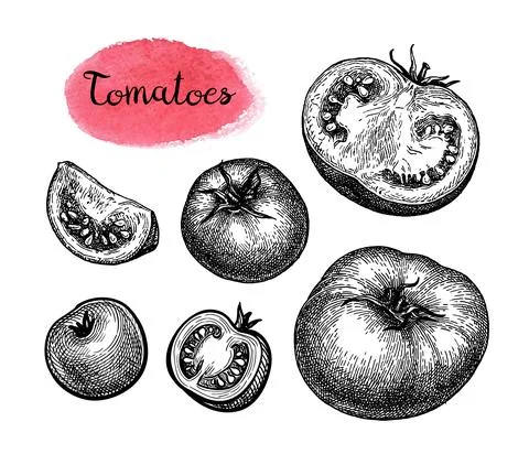 Tomato big set. Illustrazione stock
