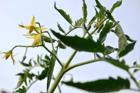 Tomato blossoms Stock Photos