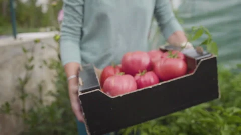 Tomato Box Delivery Stock Footage 160321553