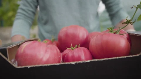 Tomato Box Gathering Stock Footage 160321382