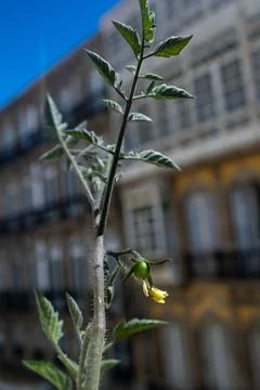 A tomato branch grows out of a window into the street with small green tomatoes Stock Photos