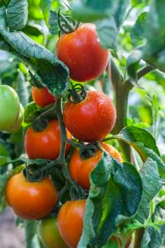 Tomato branch Stock Photos