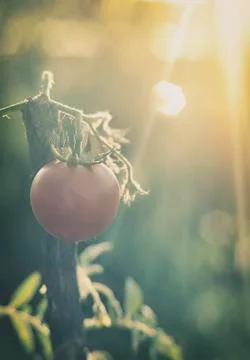 Tomato branch Stock Photos