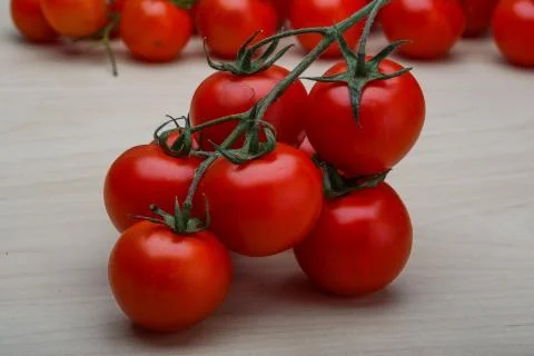 Tomato branch Stock Photos