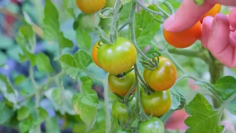 Tomato on a Branch Touch. Farmer inspects his tomato crop. Red ripe organic toma Stock Footage 282473405