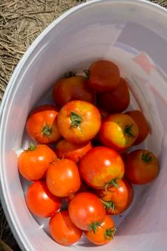 Tomato in a bucket Stock Photos