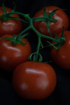 Tomato bunch isolated on solid black background. Stock Photos