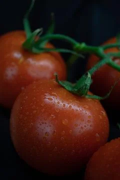 Tomato bunch isolated on solid black background. Stock Photos