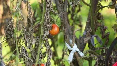 Tomato bush 1 Stock-Footage 325853457