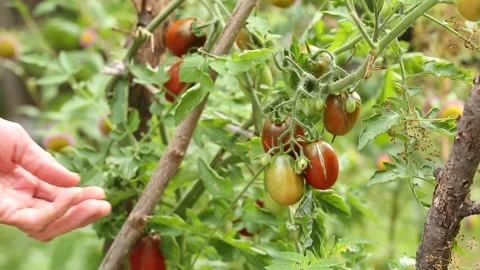Tomato bush 2 Video stock 325853460