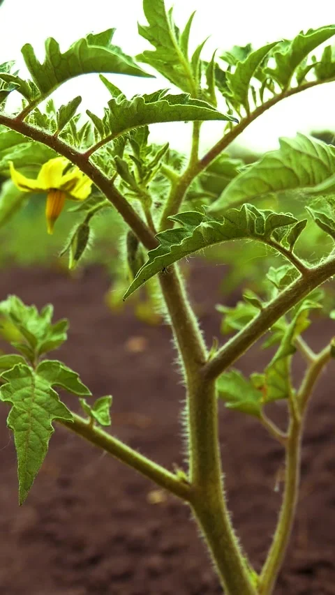 A tomato bush in a bed in the open ground in the spring. Leaves sway in the wind Stock Footage 307997774