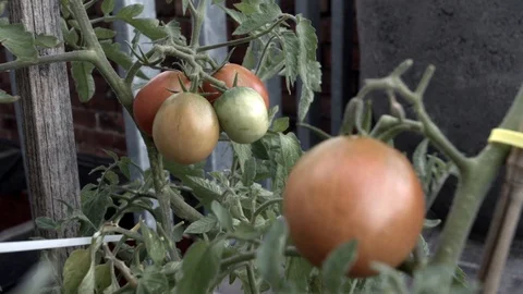 A tomato bush, focus pulls from the large bunch at the back to the one in the Stock Footage 87857253