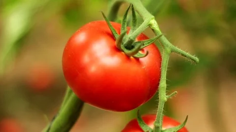 A tomato on a bush Stock Footage 83503733