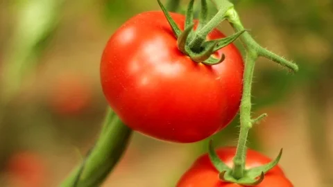 Tomato on a bush Stock Footage 83504466