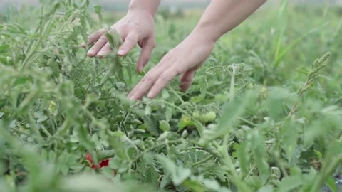 Tomato on a bush in hands Stock Footage 137867448
