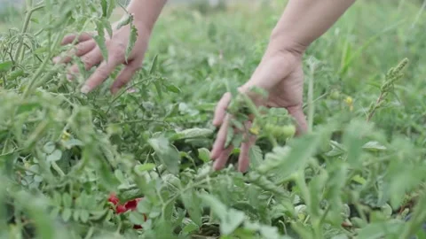 Tomato on a bush in hands Stock Footage 137964740