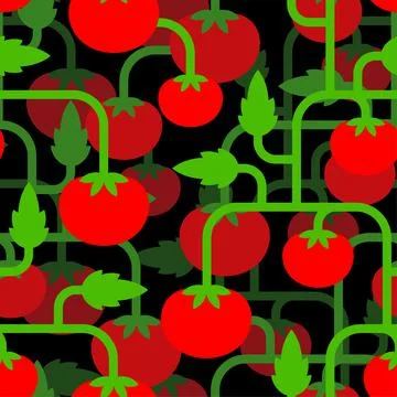 Tomato bush pattern seamless. Tomatos background. vector texture Illustrazione stock