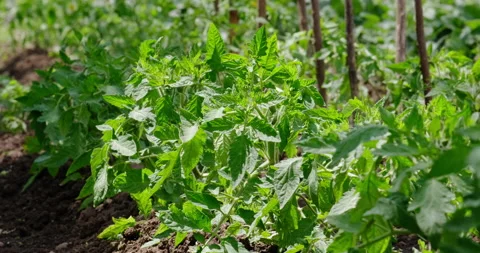 Tomato bushes Stock Footage 132320398