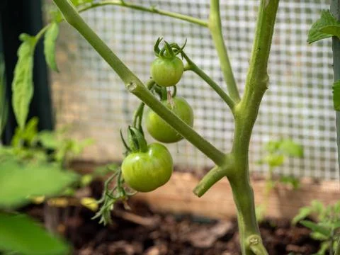 Tomato bushes. Stock Photos
