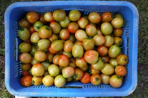 Tomato in busket Stock Photos