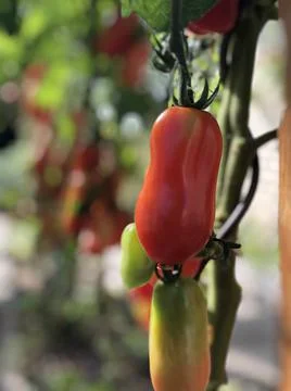 Tomato changes the color from green to red Stock Photos