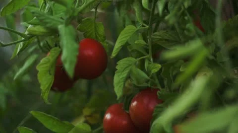 Tomato Check 00006 Stock Footage 12156902