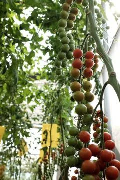 Tomato cherry plant Stock-Fotos
