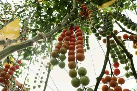 Tomato cherry plant Stock Photos