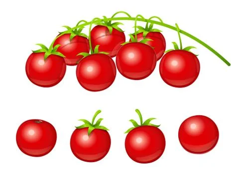 Tomato cherry. Set of fresh vegetable at branch. Vegetarian fruit product for Stock-Illustration