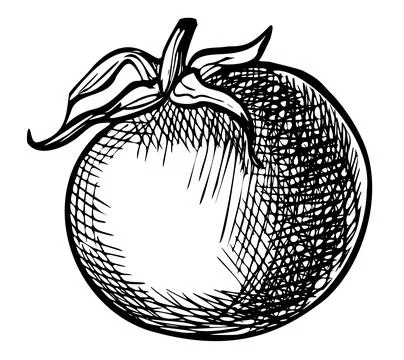 Tomato Cherry vector illustration. Drawing of vegetarian vegetable painted by Stock Illustration