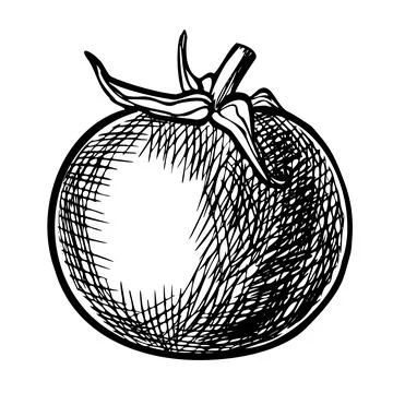 Tomato Cherry vector illustration. Drawing of vegetarian vegetable painted by Stock Illustration