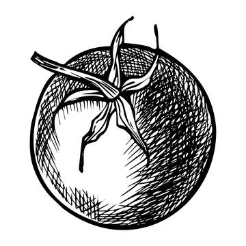 Tomato Cherry vector illustration. Drawing of vegetarian vegetable painted by Stock Illustration