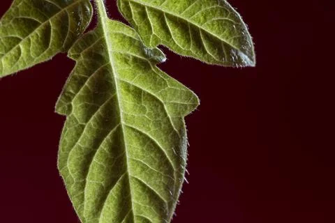 Tomato close up of leaf Stock Photos
