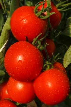 Tomato close-up Stock Photos