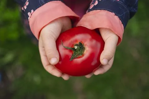 Tomato close-up Foto stock