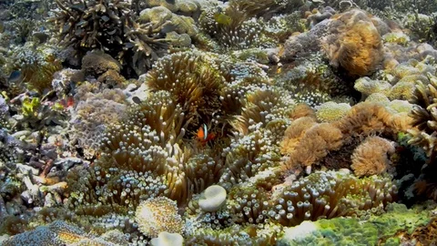 Tomato Clowfish in Bubble Anemone Stock Footage 112256379