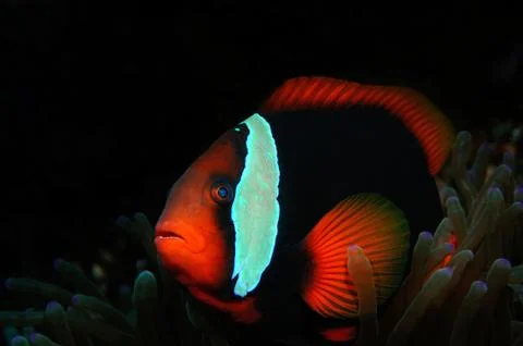 Tomato clownfish Stock Photos