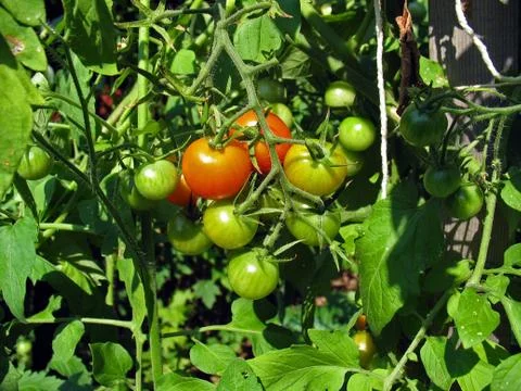 Tomato cluster Stock Photos
