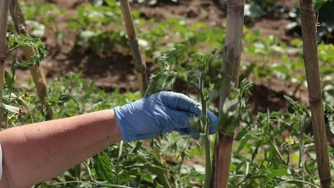 Tomato crops Stock Footage 95792647