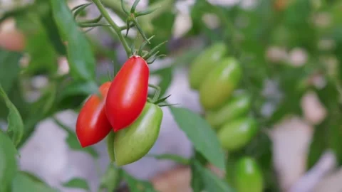 Tomato cultivation 002 Stock Footage 320669820