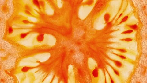 Tomato cut into lumen close-up 스톡 동영상 166363438