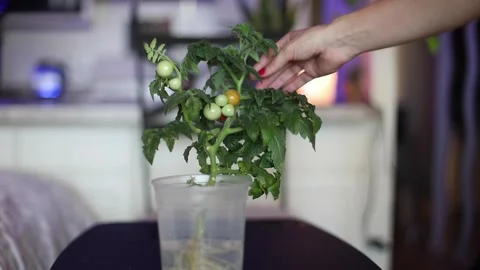 Tomato cutting branch Stock Footage 135951037
