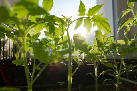 Tomato cuttings Stock Photos