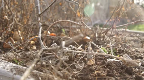 Tomato dead dolly low Stock Footage 36479796