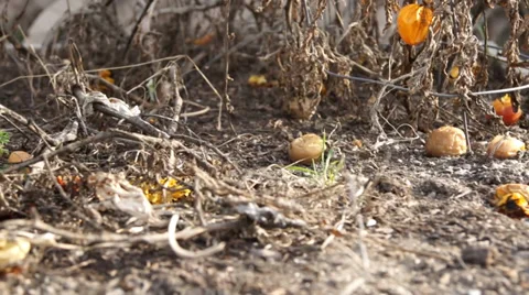 Tomato dead dolly shot Видео 36479795